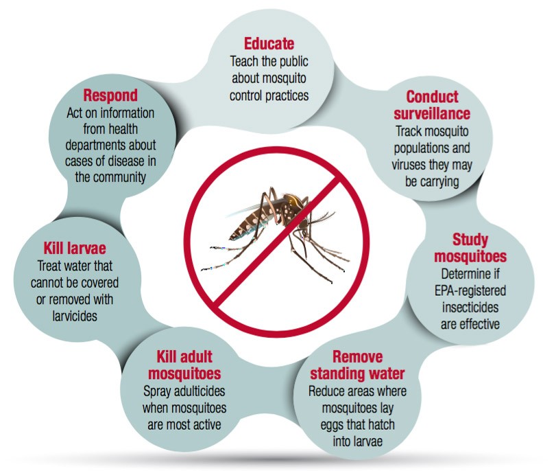 mosquito educate infographic